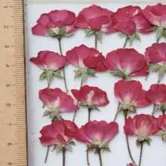 押し花赤バラ20本訳あり