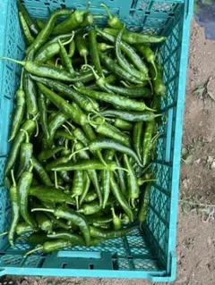 新鮮唐辛子螺丝椒と牛角椒10kg - メルカリ