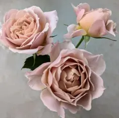 2025年最新】希少品種和バラの人気アイテム - メルカリ