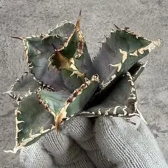 2025年最新】アガベ金剛の人気アイテム - メルカリ