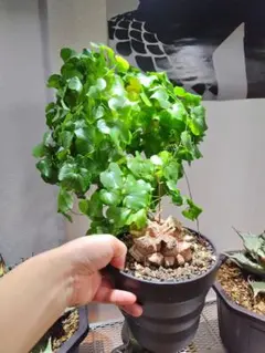 アフリカ亀甲竜（塊根幅約7cm）発根済 鉢ごと発送 - メルカリ