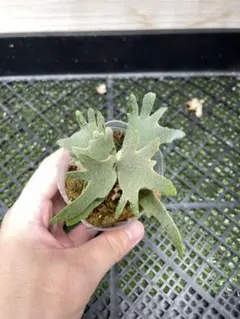 P. Willinckii Spur(TC) 【34】 - メルカリ
