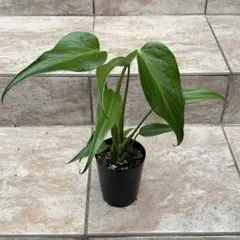 2026年最新】バールマルクスフレームの人気アイテム - メルカリ