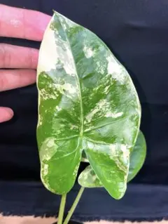 【特価出品】アロカシア マハラニ アルボ斑入り ヴァリエガータ ※鉢のまま発送 Variegated alocasia maharani - Etsy 日本