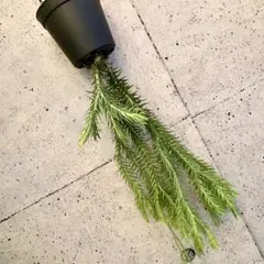 2025年最新】フペルジアの人気アイテム - メルカリ