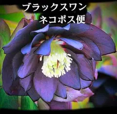 2025年最新】クリスマスローズ 苗の人気アイテム - メルカリ