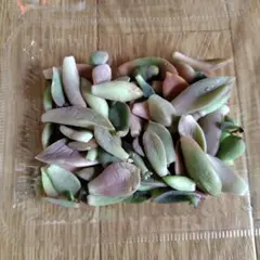 多肉植物　葉挿しセット50ｇ