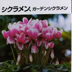 《品切稀少本》シクラメン、ガーデンシクラメン