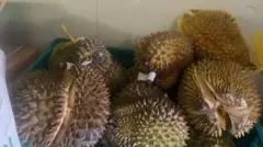 ドリアン 訳あり品 5kg 佐川冷蔵発送 - メルカリ