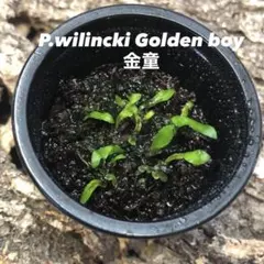 ゴボ様 リクエスト 2点 まとめ商品