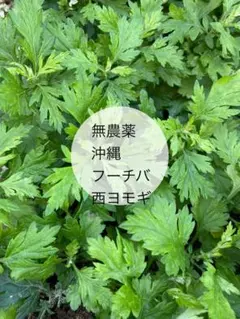 2025年最新】フーチバー 苗の人気アイテム - メルカリ