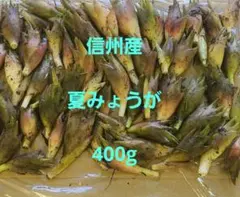 信州産夏みょうが400gのサムネイル