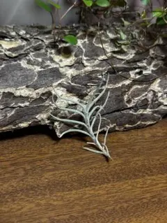 むぎチョコ様 リクエスト 2点 まとめ商品