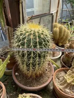 サボテン 錦丸 鉢植え 10年もの 盆栽 サボテン 錦丸 鉢植え 10年もの 盆栽 - メルカリ