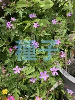根付き♪オギザリス、ムラサキカタバミ苗♪ピンクのお花♪球根グランド