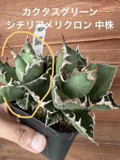 AGAVE TITANOTA イタリアメリクロン変異ロット株（子株付き） チタノタ（オテロイ）「イタリアメリクロン株」の成長記録＆育て
