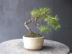 イチイ 一位盆栽 懸崖風 樹高32cm 富士山溶岩付 - メルカリ