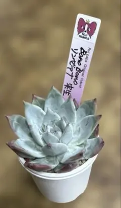 ルイパパさん苗　ルイママさん苗　紫蓮花　札付き ルイパパさん苗 ルイママさん苗 紫蓮花 札付き - メルカリ
