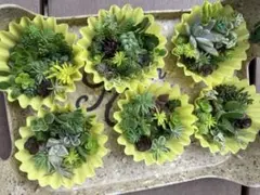 セダム　おまかせ　寄せ植えセット　ミニ