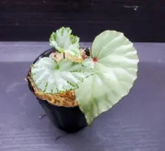 ベゴニア sp. cf Senai 熱帯植物 観葉植物 Begonia