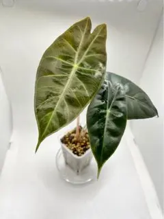 メルカリ便【アロカシア・ピンクドラゴン　albo var.】 2025年最新】アロカシア ピンクドラゴンの人気アイテム - メルカリ