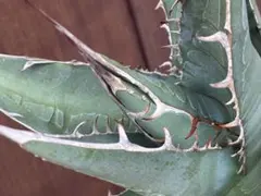 アガベ　帝釈天　覆輪　希少レア株 2025年最新】アガベ 帝釈天の人気アイテム - メルカリ