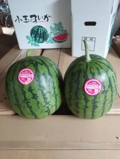 鳥取大栄小玉西瓜ピノガール 秀品2L1玉 2キロあっぷ - メルカリ