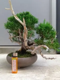 ★真柏 盆栽 小品★板幹 神 五葉松 黒松 赤松 舎利 捻転 板舎利 懸崖のサムネイル