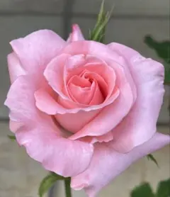 Hiroyuki  Oota様 リクエスト 2点 まとめ商品