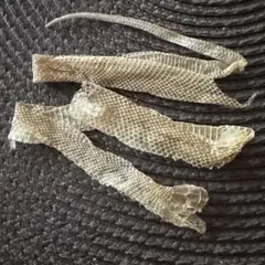 2025年最新】蛇 抜け殻の人気アイテム - メルカリ