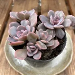 しほ様 リクエスト 2点 まとめ商品