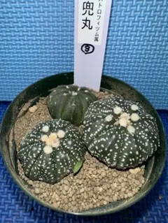 こけだま様 リクエスト 3点 まとめ商品