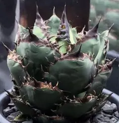 2025年最新】台湾アガベの人気アイテム - メルカリ