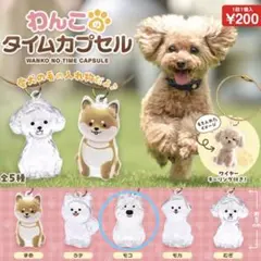 【新品✴︎匿名配送✴︎おまとめでお値引き◎】わんこのタイムカプセル モコ