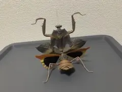 いきもの大図鑑　メダマカレハカマキリ　かまきり04