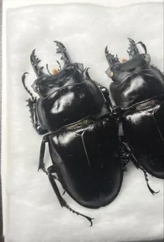 2025年最新】ヤエヤママルバネクワガタ標本の人気アイテム - メルカリ