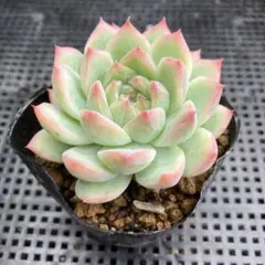 2025年最新】ホーリンゼの人気アイテム - メルカリ