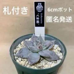 2025年最新】優木園の人気アイテム - メルカリ