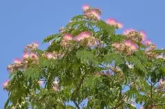 ネムノキ　種 60粒