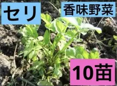 ちょう様 リクエスト 7点 まとめ商品