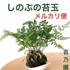 トキワシノブ？ シノブ(和シノブ) 丸、白陶器盆栽！ - メルカリ