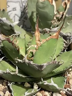 2026年最新】アガベ毒液の人気アイテム - メルカリ