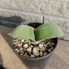 2025年最新】ガステリア 臥牛の人気アイテム - メルカリ