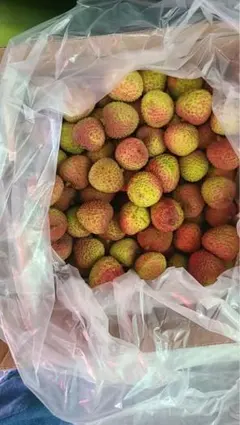 ライチ取木苗木 レイシ 枝 台湾玉荷苞プリンセスの笑顔 - メルカリ