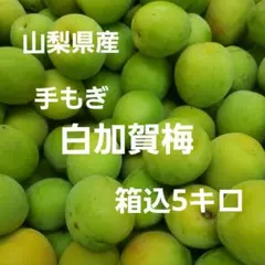 農薬不使用】 大きめ 5/23（土）収穫、即予定 南高梅 産地直送