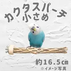 2025年最新】カクタスパーチの人気アイテム - メルカリ