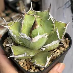 アガベ　チタノタ　阿修羅