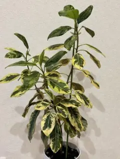 2025年最新】フランスゴムの木 斑入りの人気アイテム - メルカリ
