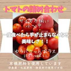 有機肥料使用のトマト詰め合わせ　ゆうパケットプラスにいっぱい（約1.5キロ）のサムネイル