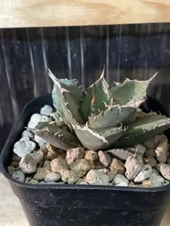 テツカリ鉄工所様 リクエスト 2点 まとめ商品